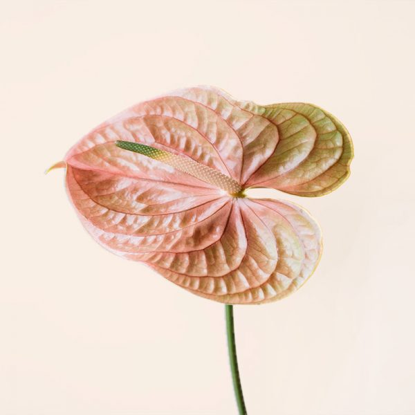 Buy Byron Bay Ginger Necktar & Nectar All Natural Ginger Juice